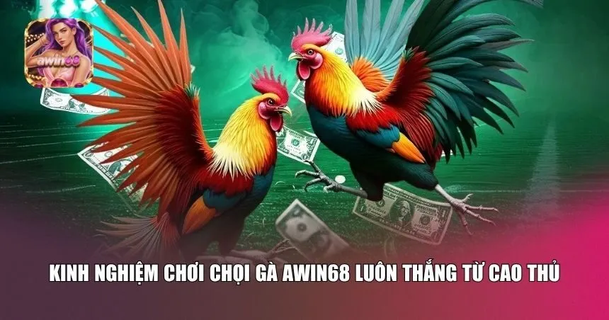 Kinh nghiệm chơi chọi gà Awin68 luôn thắng từ cao thủ